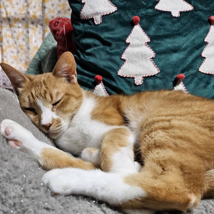 6f499e49 724c 41d1 b078 1cf56a8ed45d 1766314215399