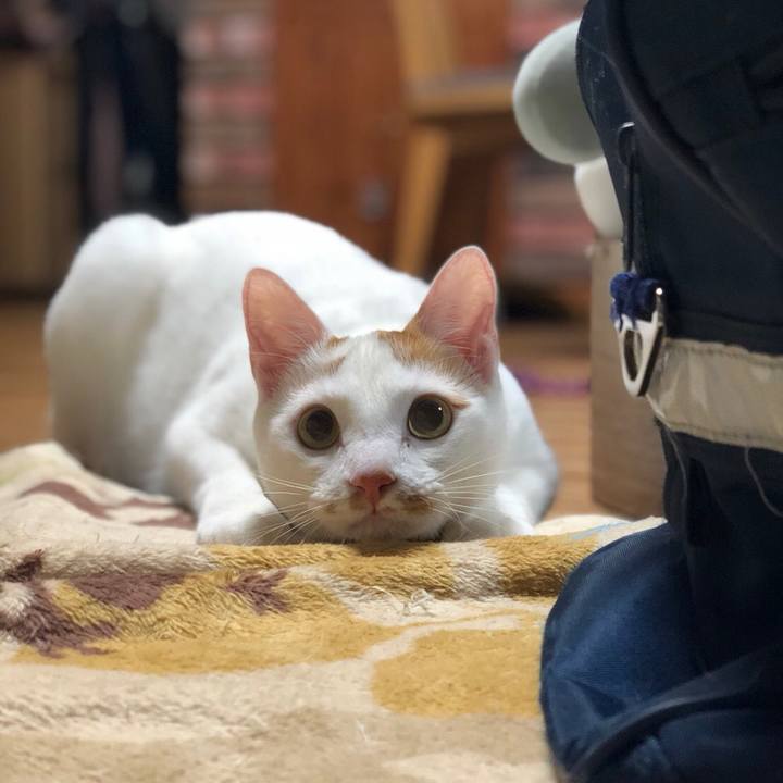 6f4d210c 1363 483f 978b 77088e1b90ef 1523435776332