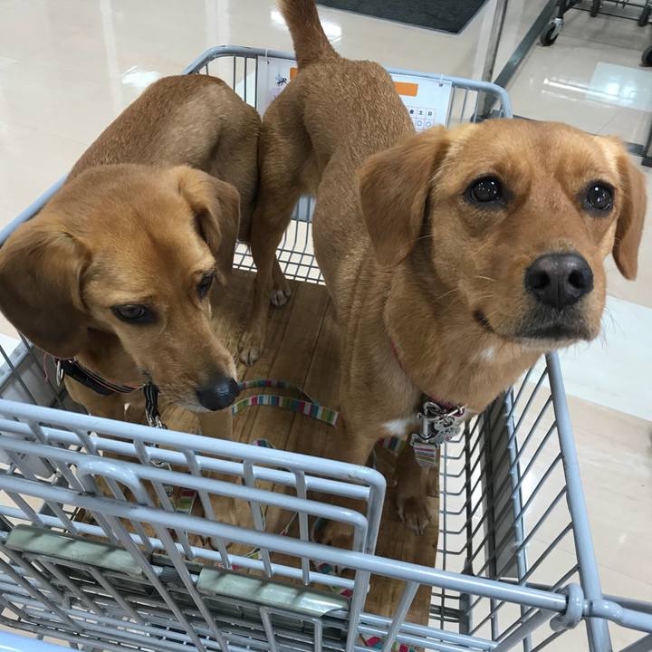 6f4dd0e0 e24f 4161 b0cd 666f5908d2dc 1517835066658