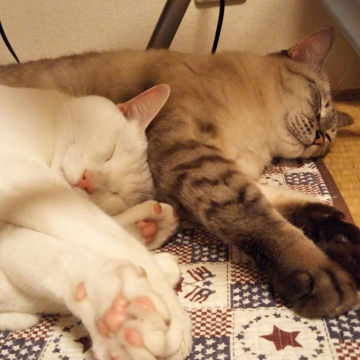 6f4ea46e 3378 4f03 9fef be6738a041c4 1539702427541