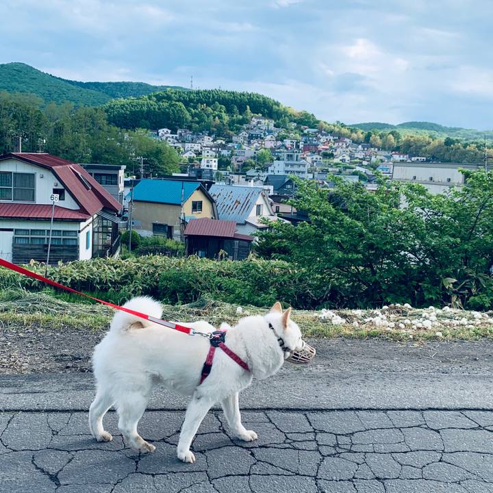 6f5209c4 e09c 43ea 873d f9b3c5375aa2 1591048599816