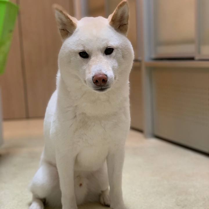 6f52c8a1 0973 45c8 8165 a787093c0dac 1558439048759