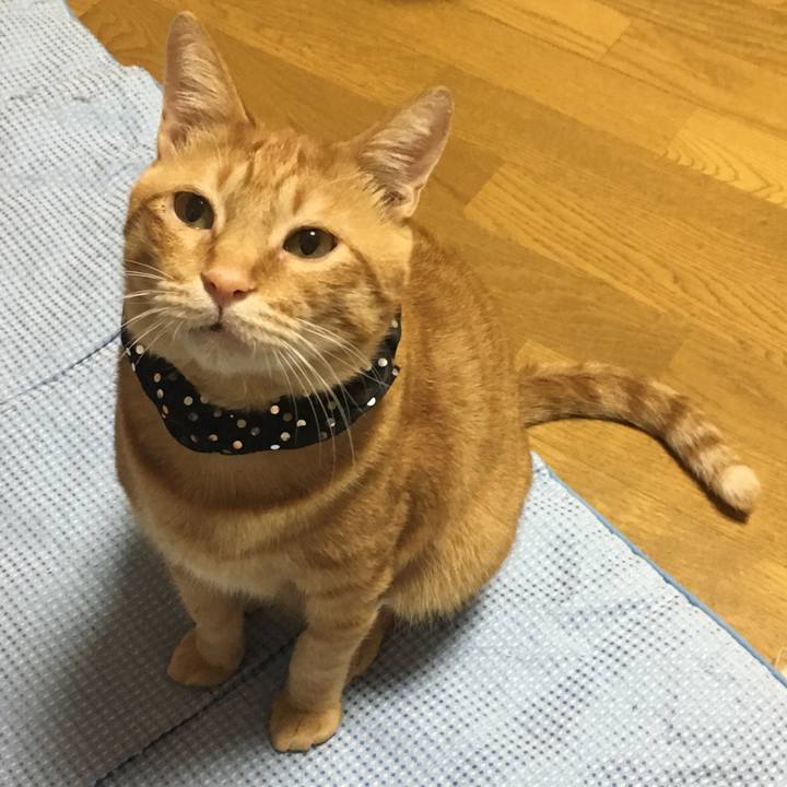 6f5459f8 6461 4e3d 9d03 ef79207dd254 1539604418000