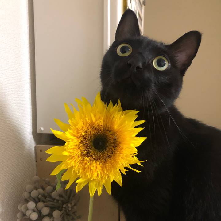 6f567762 d104 432a bacd 3d8647ef6c26 1590670538234