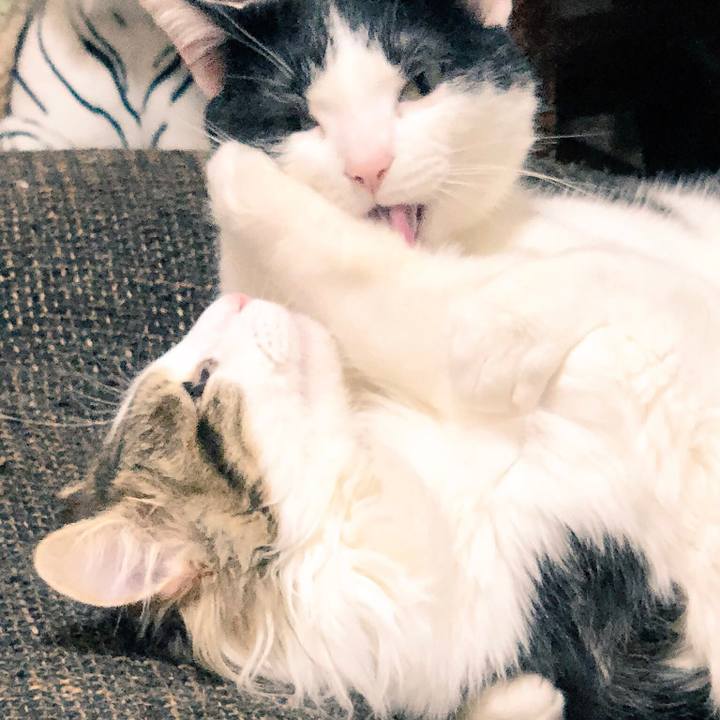 6f58aa9e 5acd 4df6 ad66 9e9f9b942a92 1528012138585