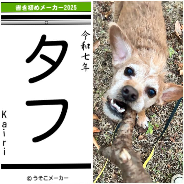 6f5ae496 c728 4b52 bb44 d80f8c963cb1 1735987993875