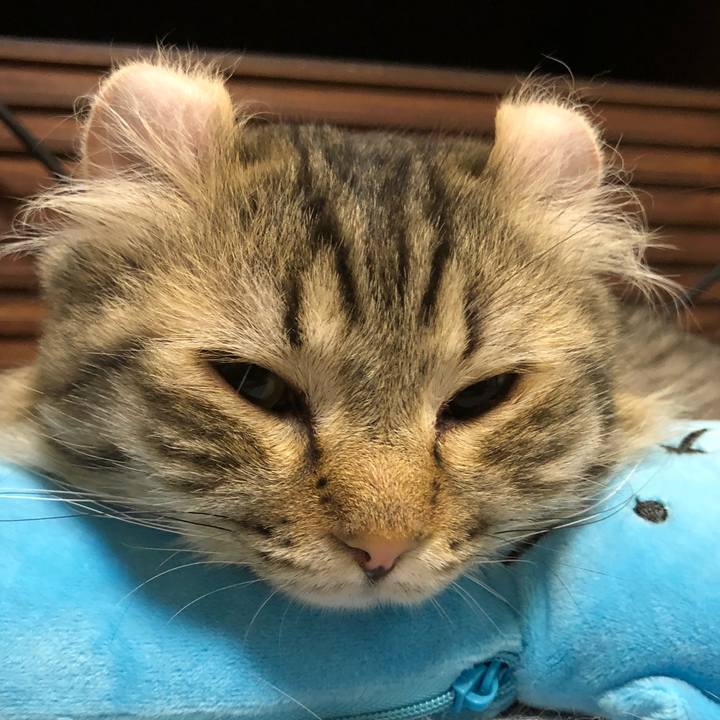 6f5c66fb 8616 41a6 9261 1c3a4f67c157 1528534629972