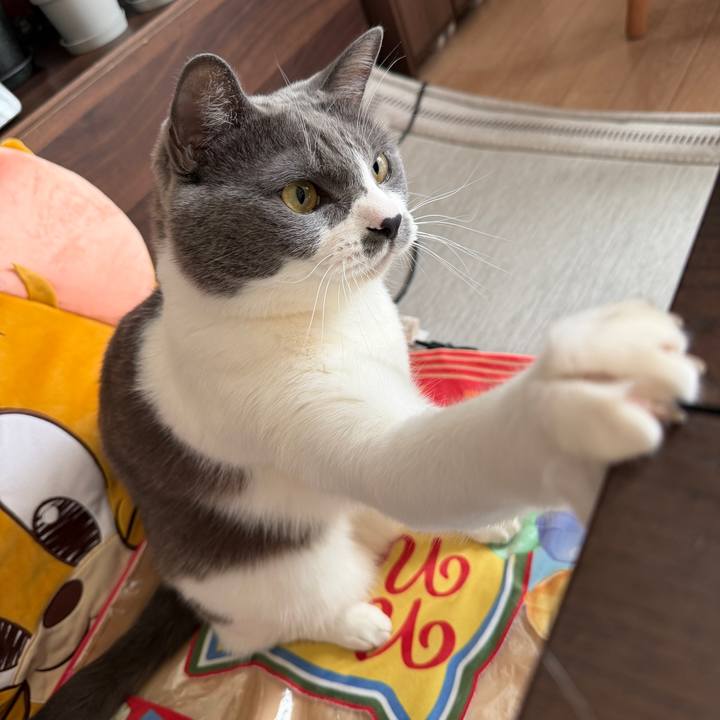 6f62bd76 456f 4dd5 81cf d6b1a33b850b 1763512361584