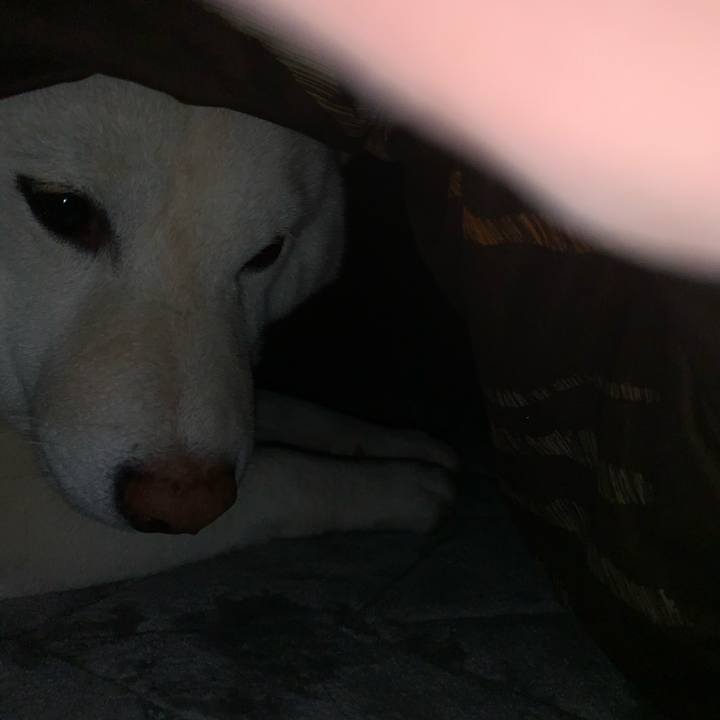 6f667534 7b3f 4386 b615 32dcf1a110a9 1587961211904