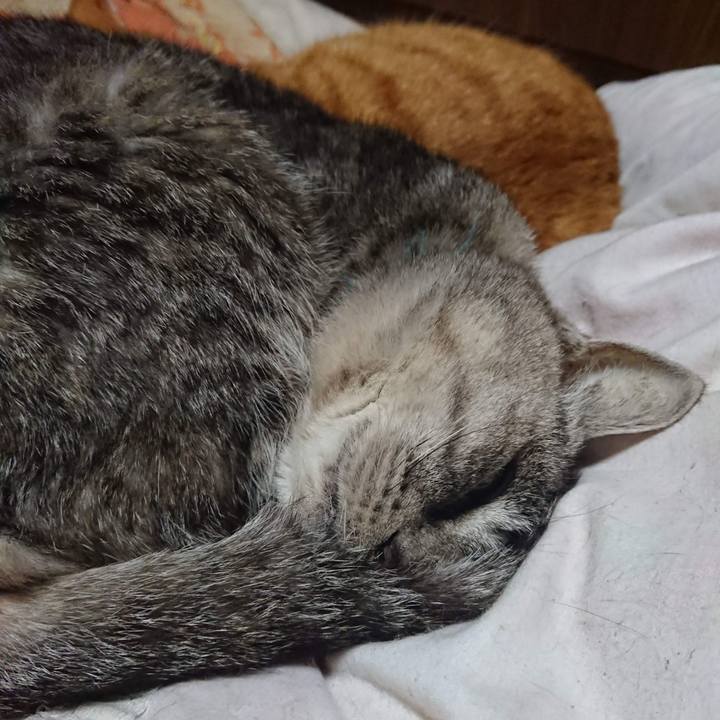 6f683ace 024a 4b2d 95d8 0fae56297b76 1606733661532