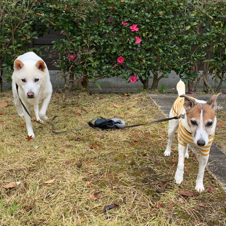 6f68b1fe dbc0 416f 9ad6 89c47b058f73 1575768938320