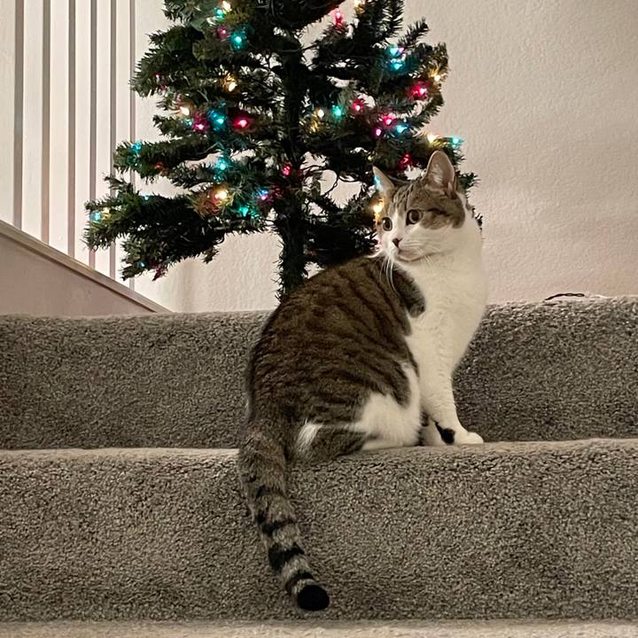 6f68e455 1445 4390 8759 08633898217d 1703466711552