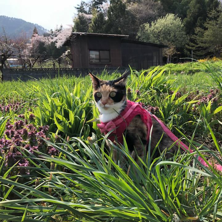 6f69b41e 636a 44f0 aae9 dcf4dfd1b795 1524230436764