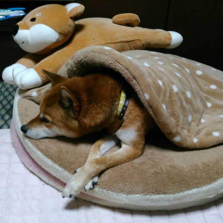 6f69d90d bb03 4b60 9813 26fa11c6ec18 1509359089970