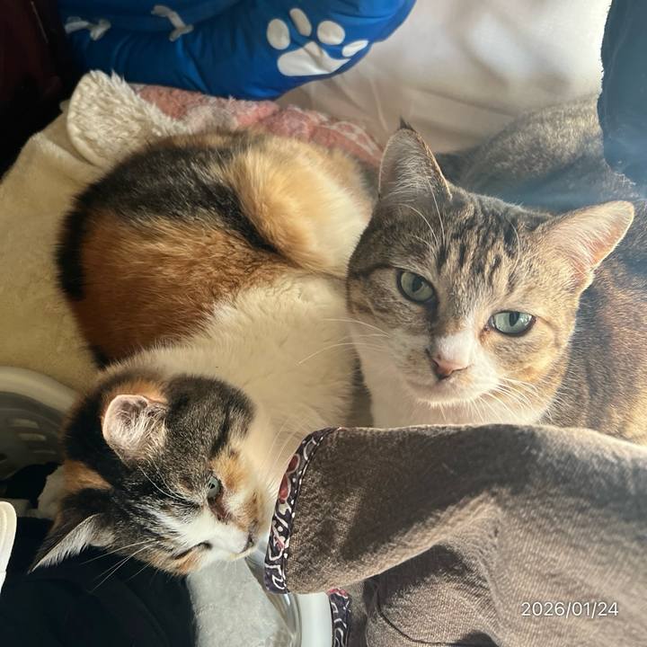 6f6ac04d 4077 4768 ba9a 754fe8678c95 1769222936537