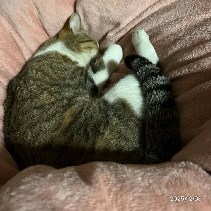 6f6dc43f 39cd 4f8c aae9 5929a7801c9c 1765166976707