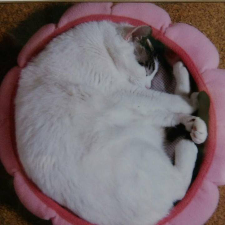 6f71cc18 5efb 41e0 918c dfb621da1d22 1522235722189