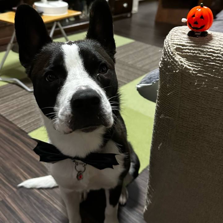 6f790d87 85ee 49ee be04 833b51b36769 1698747468364