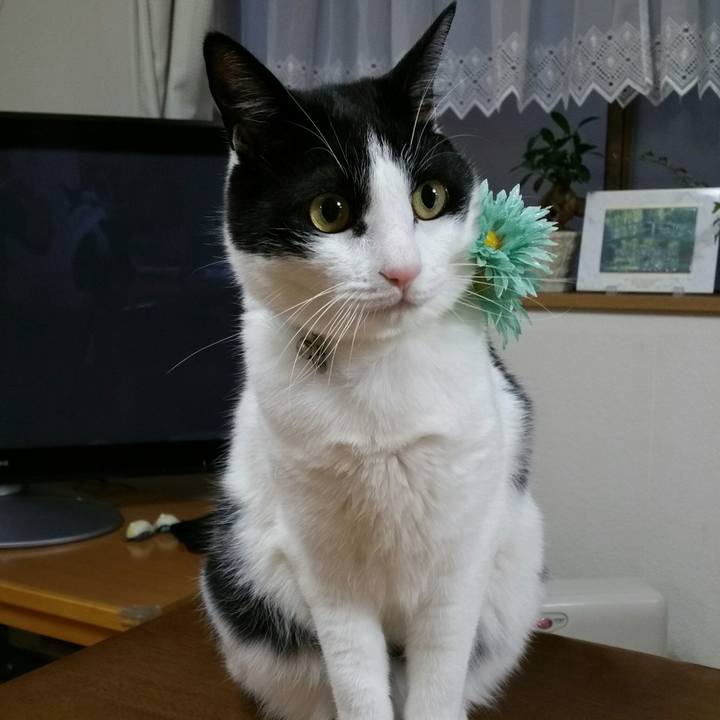 6f79455c 7f8f 4097 89a0 bf5711f89b66 1513894506519