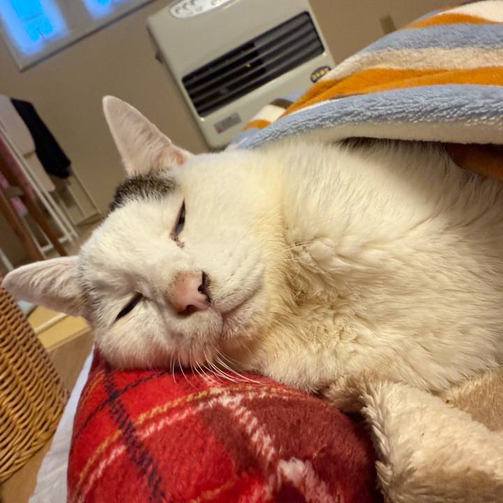 6f7c3935 b3b1 4f3c 814a 4e4db6263852 1764887818419