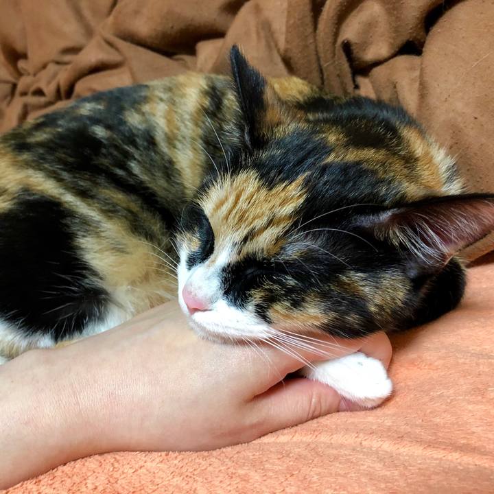 6f7c66bc 844c 4dc2 96f6 6f2d728d5ff2 1557829251904