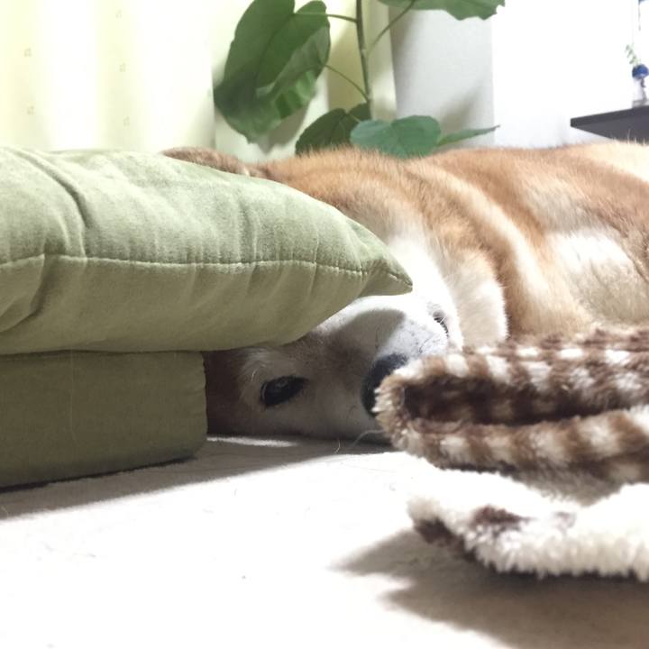 6f7ea3c8 3b21 4a23 b0b6 ffd474391b8c 1541932751543