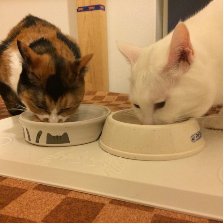 6f856763 6f72 43ca 8609 ec41ef3e38d7 1513428571366