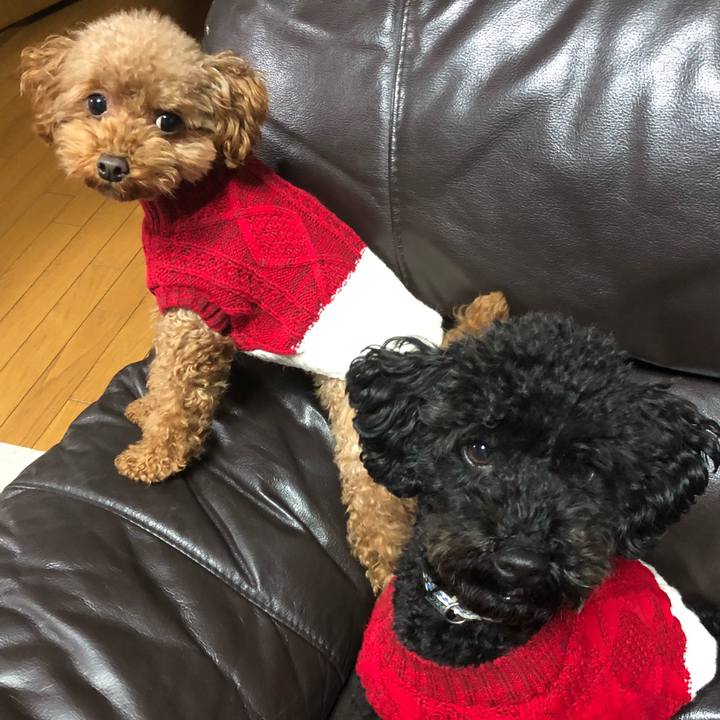 6f85cff4 0359 4f53 880d 4a628a5aa470 1545377379695