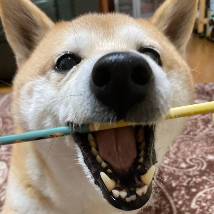 6f85ef43 66ea 4b1f af21 385f434821e6 1617361147750