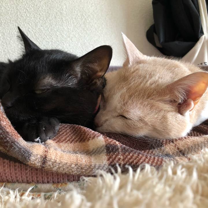 6f863f09 aa20 4920 a3bb d923f202faba 1619929213053