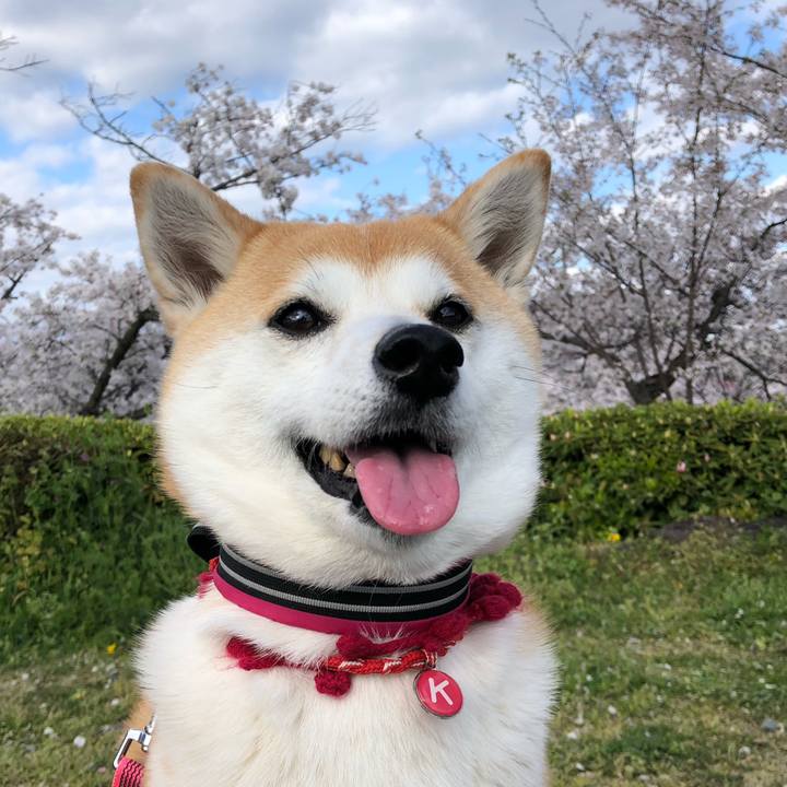 6f8706b8 1232 4f15 acb1 575226b3a769 1586077044093