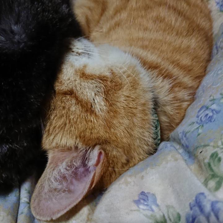 6f8d74fc f766 43d8 a823 cf3dfa11d411 1583411519285