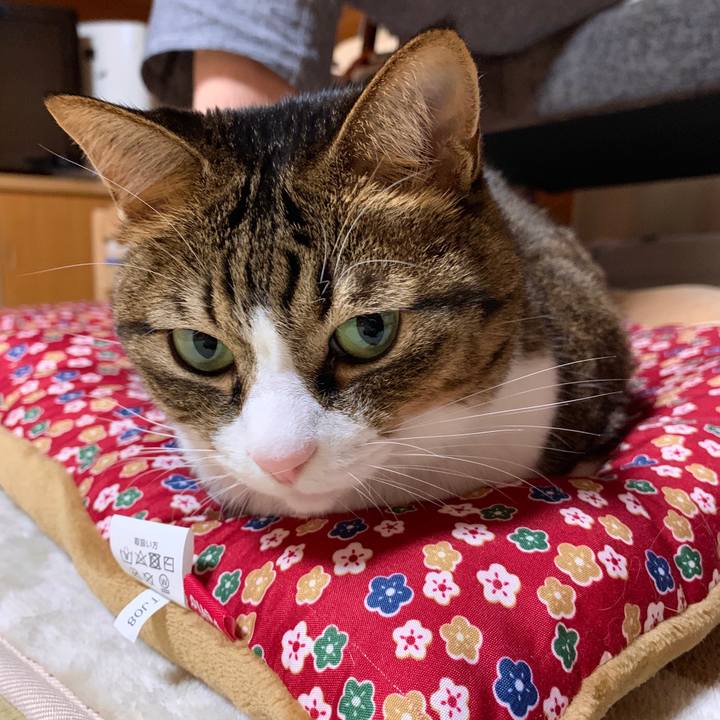 6f905c3c ce7a 4dca 9b30 ec9efca6e65e 1574514411238