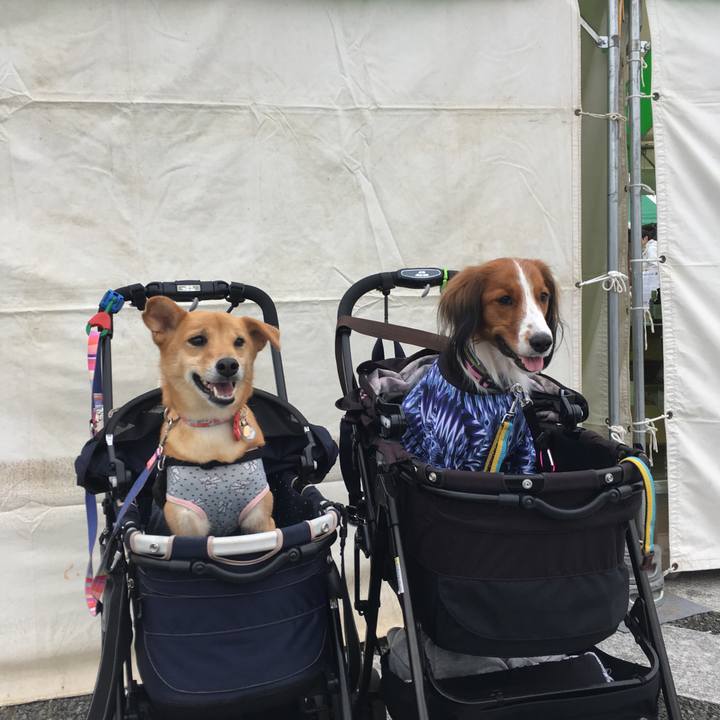 6f918c4b f215 4b3a aa66 7612c37b8574 1539396734362