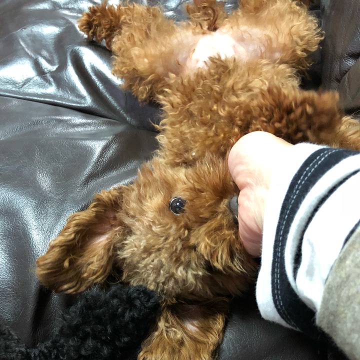 6f951148 452a 418a ae69 b30ff70b6847 1542839829281