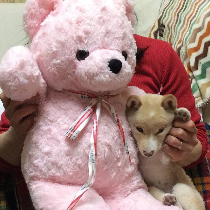 6f96eb1c dd6c 4f9b b8ed eaf53485e104 1541814577088