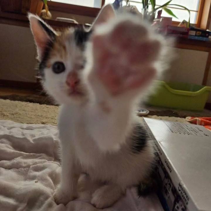 6f9925e9 666b 4365 b28e 9474d254243a 1759229330797