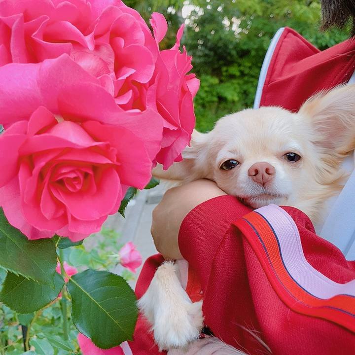 6f9b770f 11c1 4218 811b 1f856c001b3c 1619775224649