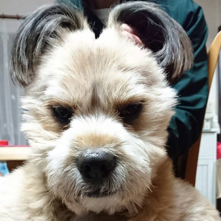 6f9dcd89 8c13 4540 8eb7 638de1a5242f 1512304677929