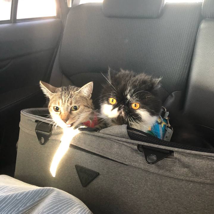 6f9e79cf c08b 4566 94c0 a75ec9968787 1635548236044