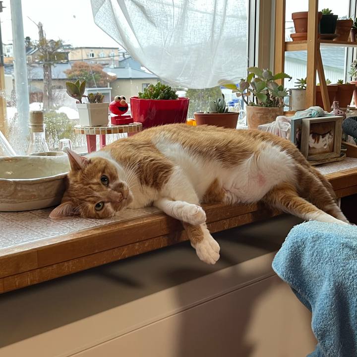 6f9ec22c 33c1 4477 84b9 f4add19b137c 1742678059218