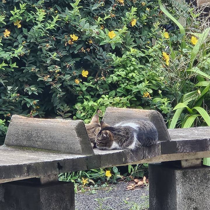 6f9fb336 e521 406a b69d be9d9eebd89b 1721051667979