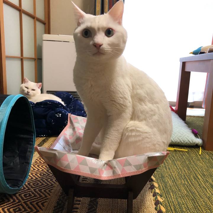 6fa09f10 1f03 4272 8f67 098d5ac1f985 1549853370366