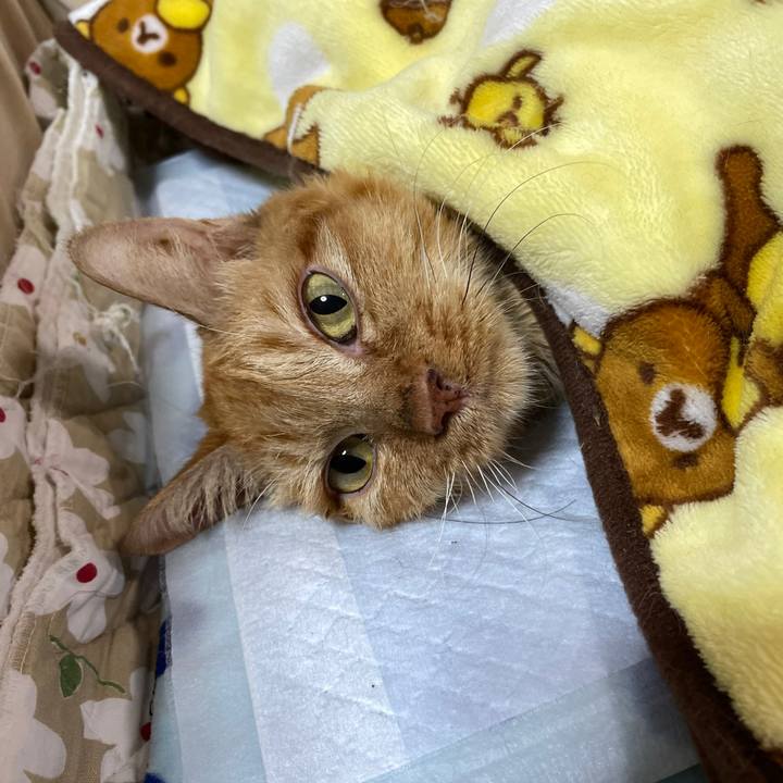 6fa0eb95 034d 4b69 9733 0c26067c9349 1634433038833