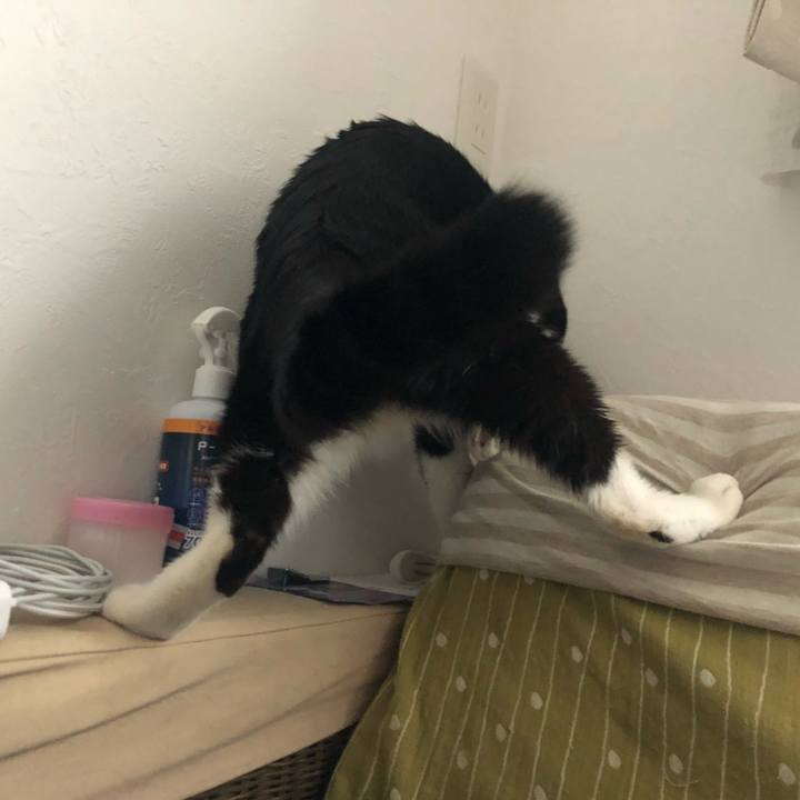 6fa18102 acfc 4d8a 8e99 98a7c2898537 1597782356128