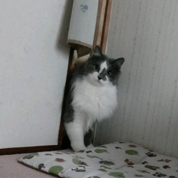 6fa37a0e 3cae 4103 af31 a274458704a6 1618050592043