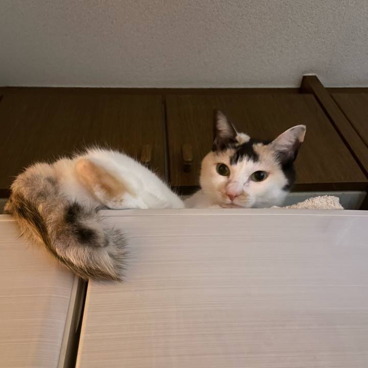 6fa3abfd 9f39 477c 8190 d4336ae1b8bd 1734621369230