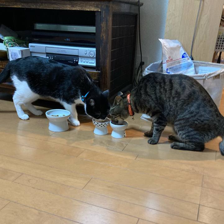 6fa45494 2b31 43cc a556 67a3d7373edc 1721549808333