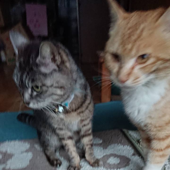 6fa4b102 47eb 4ced a806 8898a3b66d0f 1554886414489