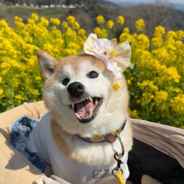 6fa6dca4 9a83 4d75 9128 fd69e45f2f47 1774170528222